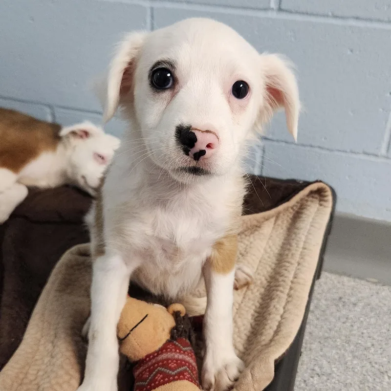 A baby small-sized female White / Cream Mixed Breed dog named Dorothy for adoption in Marshfield, WI