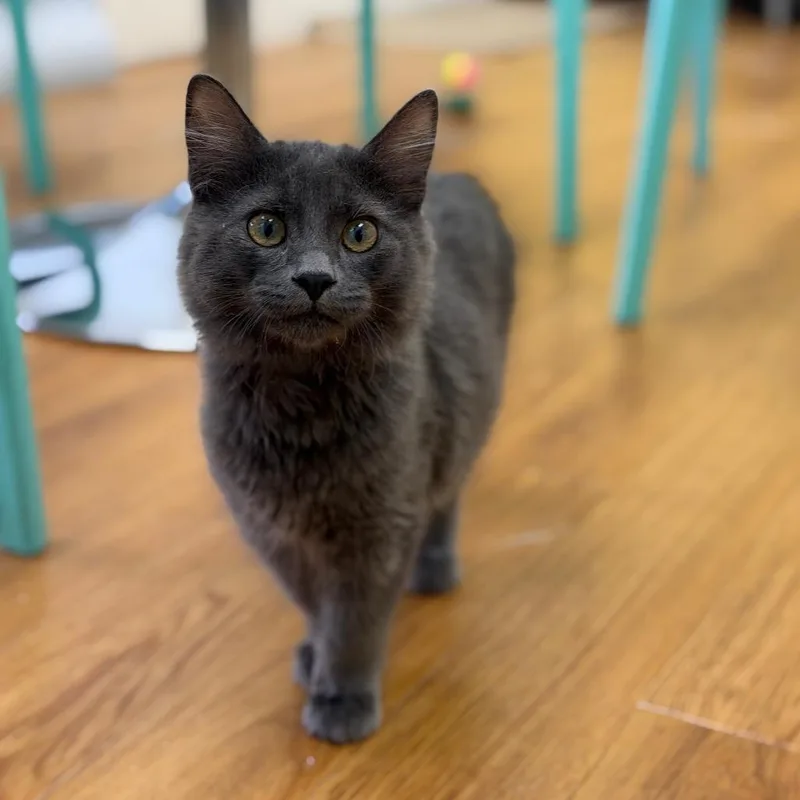A baby small-sized male Gray / Blue / Silver Domestic Long Hair cat named Courage for adoption in Las Vegas, NV