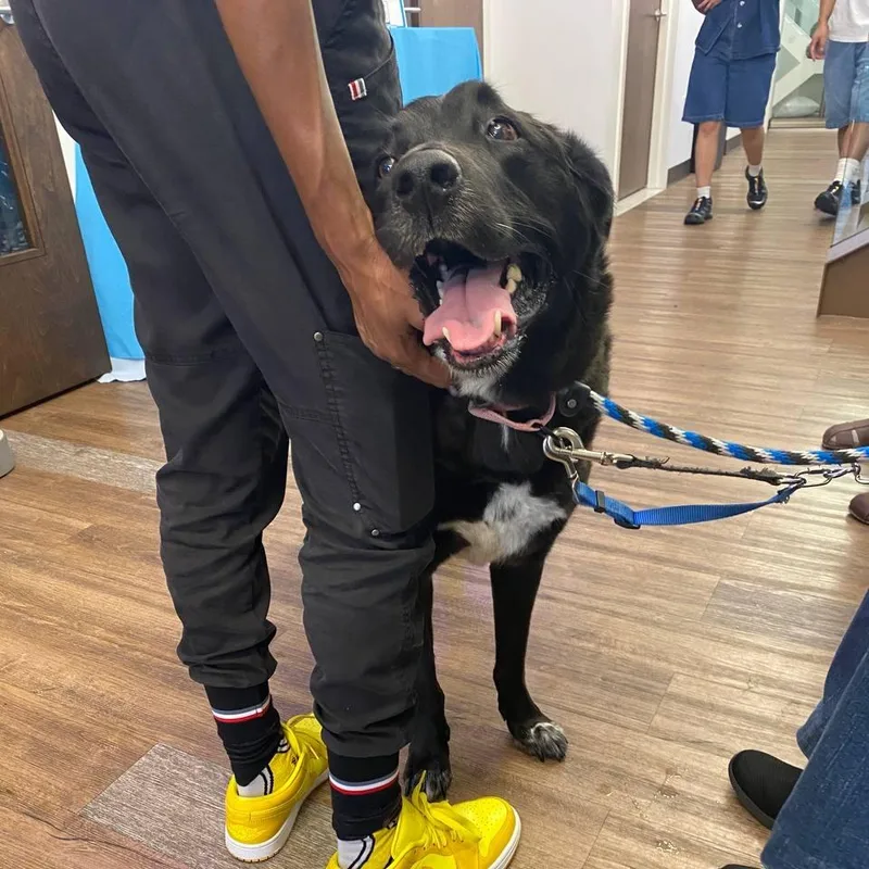Obi thumbnail 6