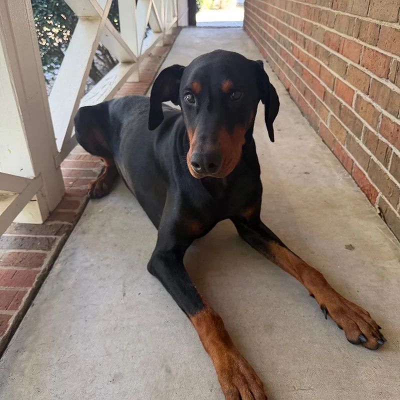 An adult large-sized male Doberman Pinscher dog named Enzo for adoption in Rockmart, GA