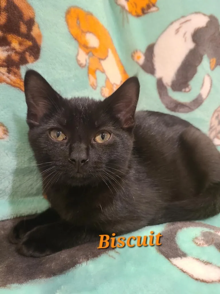 Biscuit