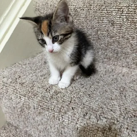 A baby medium-sized female Calico Domestic Short Hair cat named Tina for adoption in Baltimore, MD