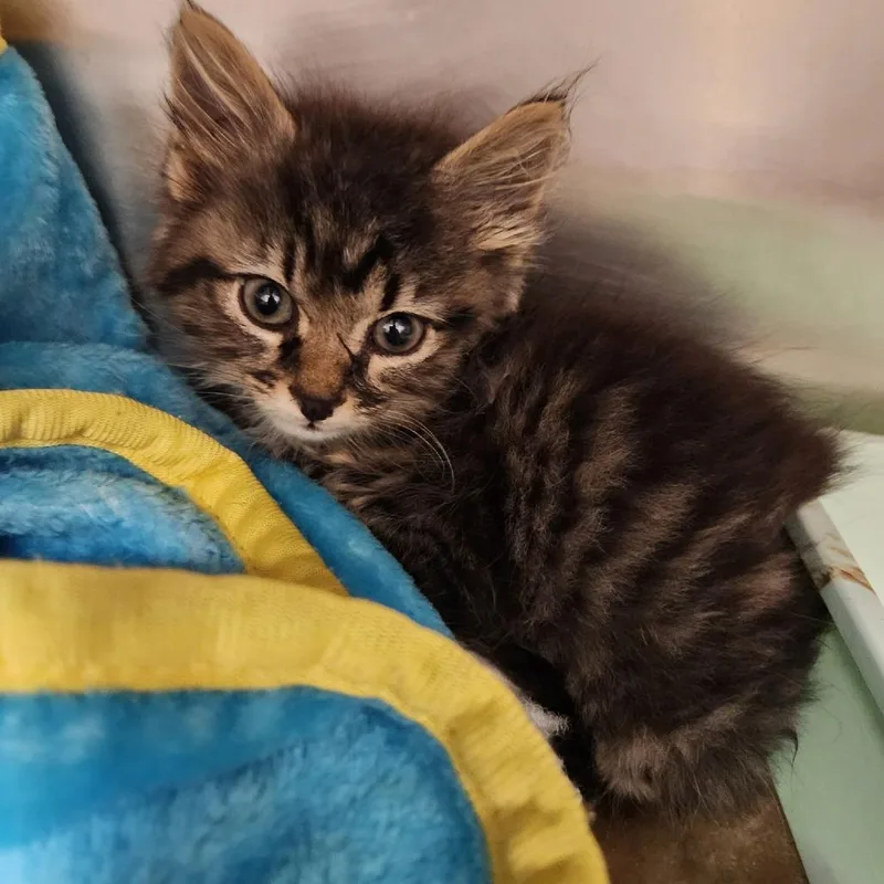 A baby small-sized female Brown / Chocolate Domestic Medium Hair cat named Butter Pecan Swirl for adoption in York, PA