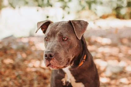An adult medium-sized female American Staffordshire Terrier dog named A Coco for adoption in North Charleston, SC