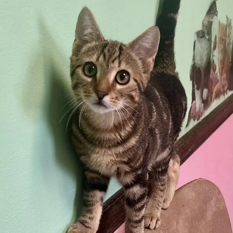 A baby small-sized male Brown / Chocolate Domestic Short Hair cat named Crunchwrap for adoption in Philadelphia, PA