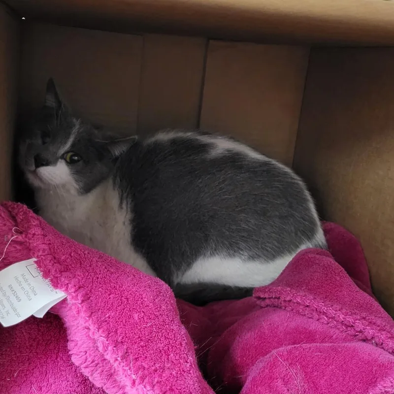 An adult large-sized female Gray / Blue / Silver Domestic Short Hair cat named Mama Bear for adoption in East Smithfield , PA