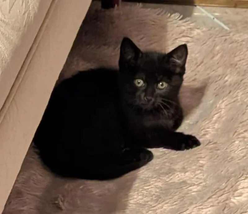 Elvira