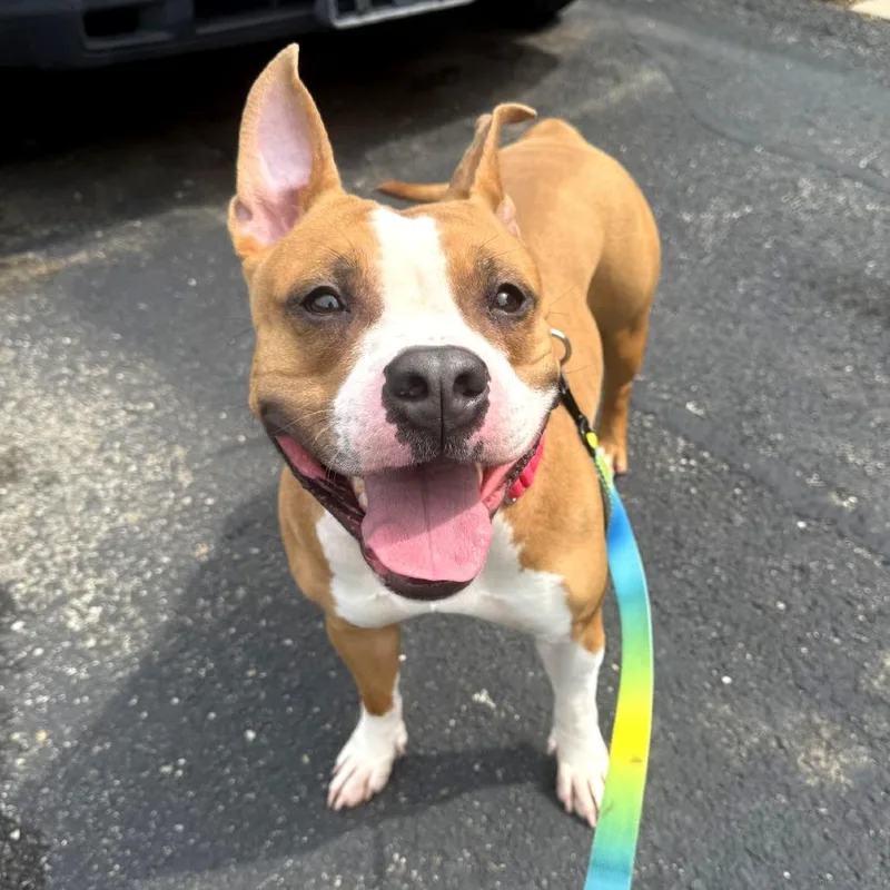 An adult medium-sized female Yellow / Tan / Blond / Fawn Mixed Breed dog named Elowen for adoption in Pittsburgh, PA