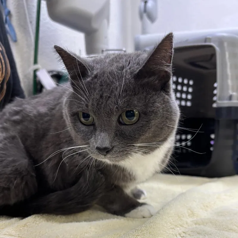 A senior medium-sized female Domestic Short Hair cat named Anastasia for adoption in Spokane, WA