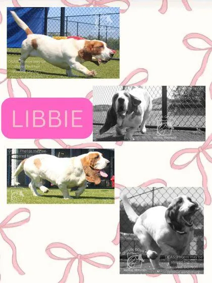 Libbie