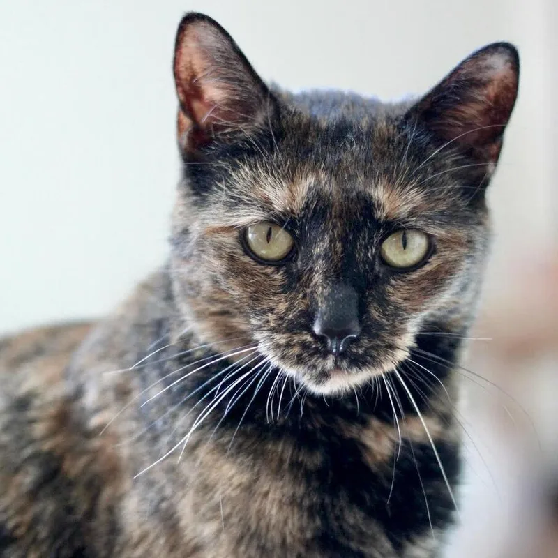An adult small-sized female Domestic Short Hair cat named Tina for adoption in Long Island City, NY
