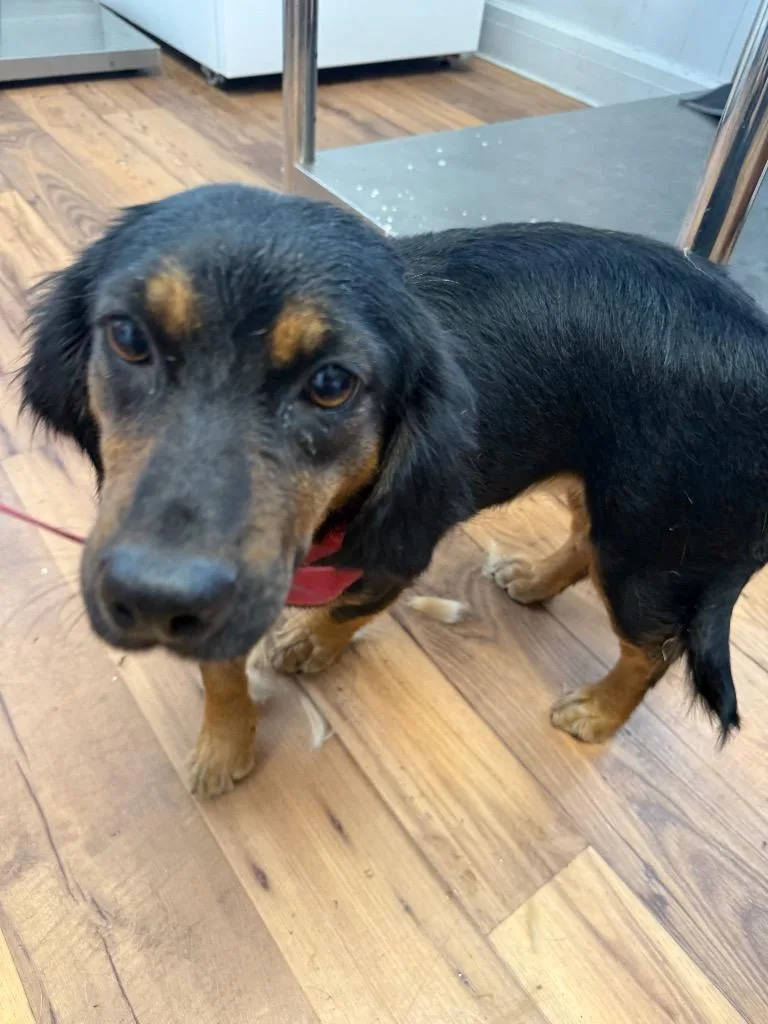 An adult medium-sized female Dachshund dog named Mavis for adoption in Fayetteville, TN