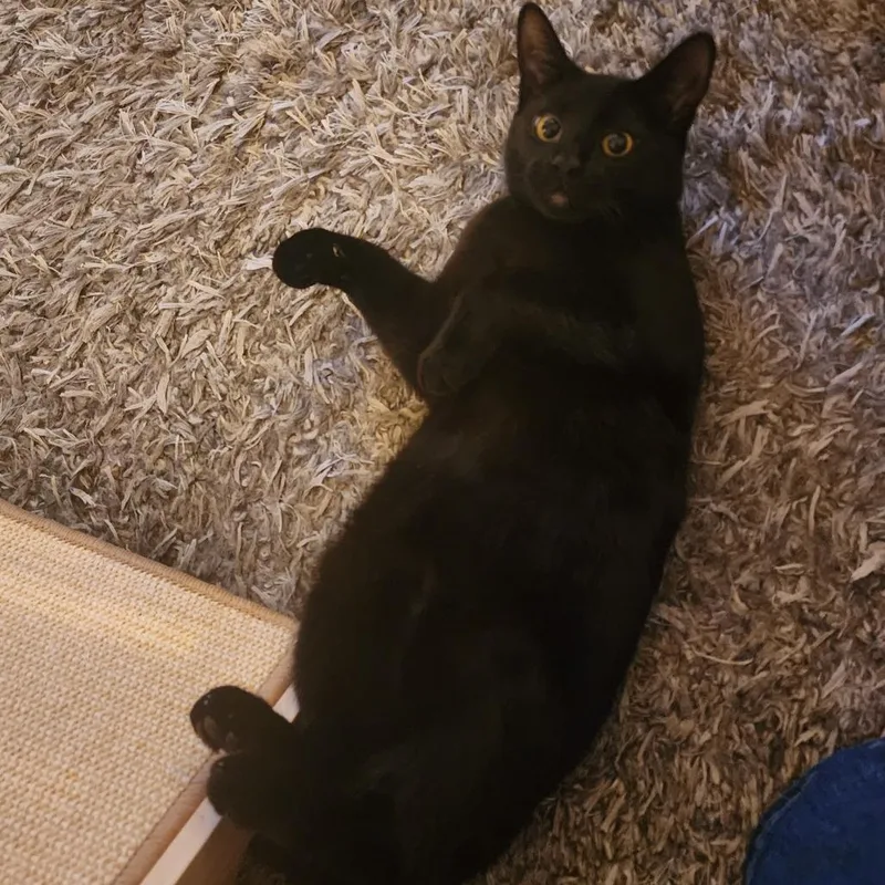 A young small-sized female Black Domestic Short Hair cat named Baby Grace for adoption in Abingdon, MD