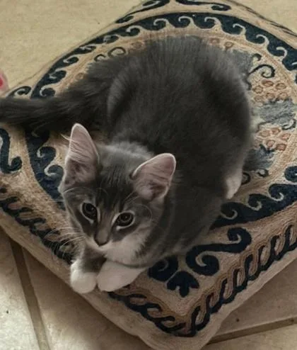 A baby medium-sized female Gray / Blue / Silver Domestic Short Hair cat named Sweetie for adoption in El Paso, TX