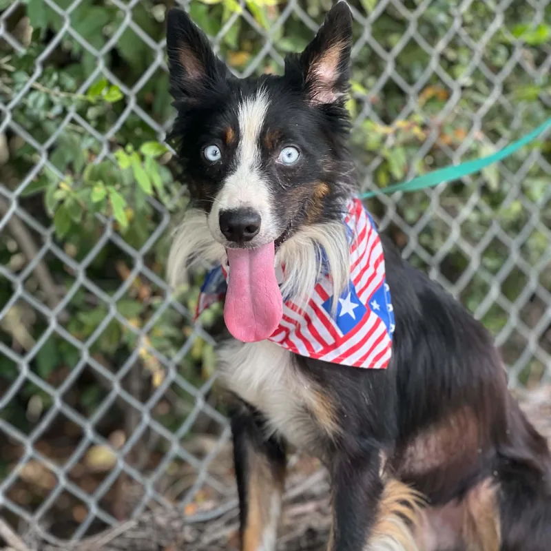 An adult small-sized male Tricolor (Brown, Black, & White) Australian Shepherd dog named Atticus for adoption in Madisonville, TX