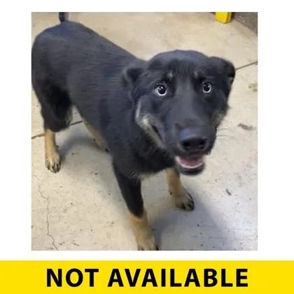 A young large-sized female Mixed Breed dog named Lua for adoption in Eugene, OR