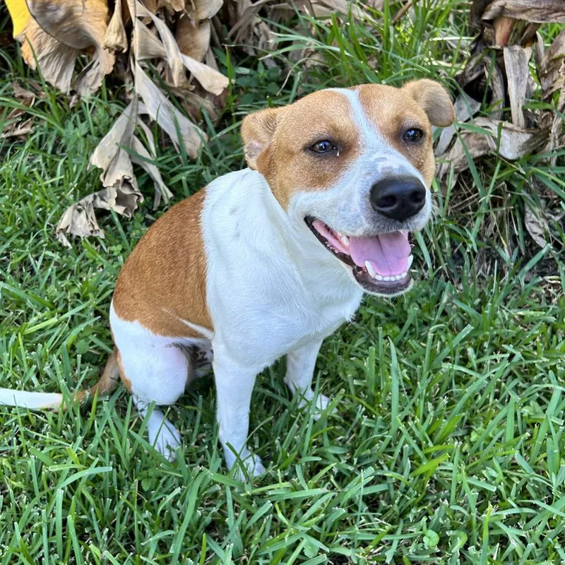 A young medium-sized male Brown / Chocolate Feist dog named Buddy for adoption in Beaumont, TX