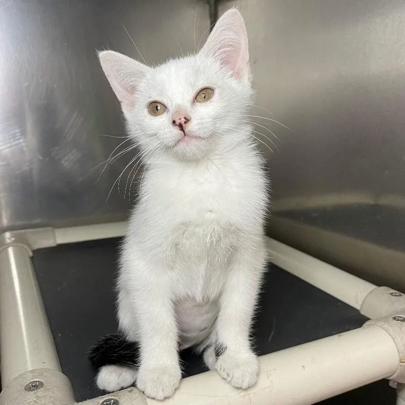 A baby medium-sized female Domestic Short Hair cat named Waterford for adoption in Roanoke, VA