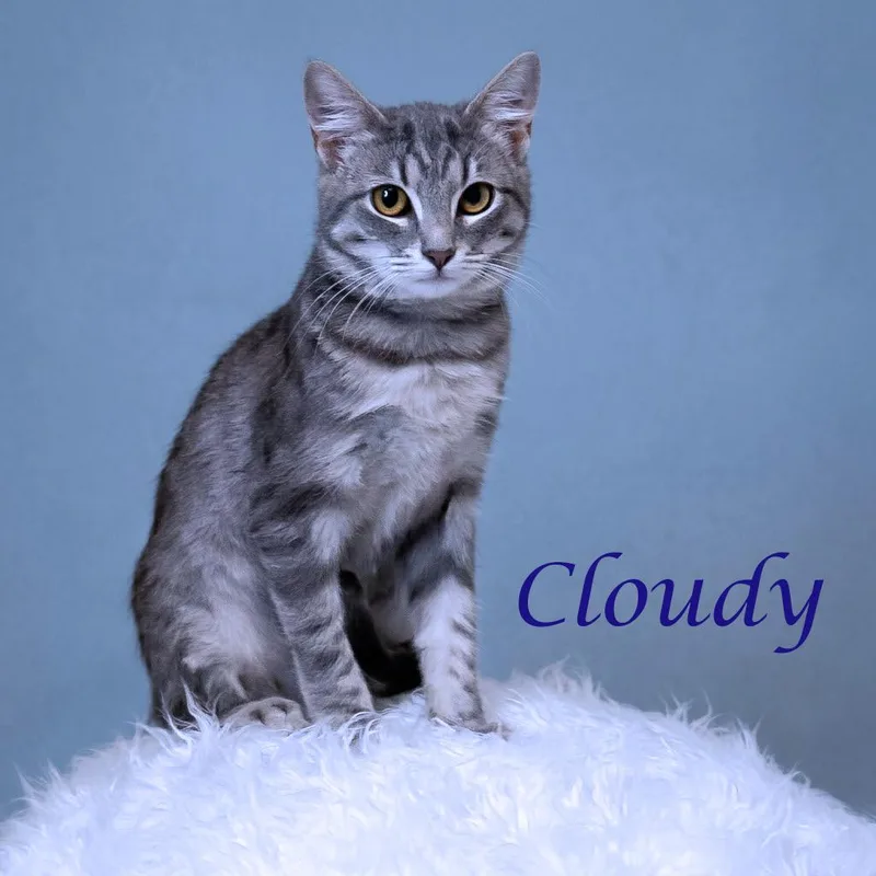 Cloudy C
