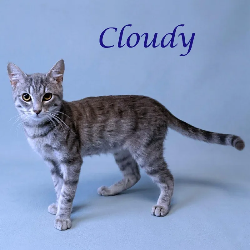 Cloudy C thumbnail 2