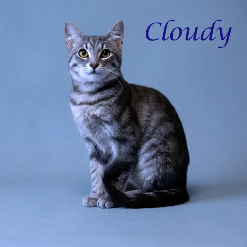 Cloudy C thumbnail 3