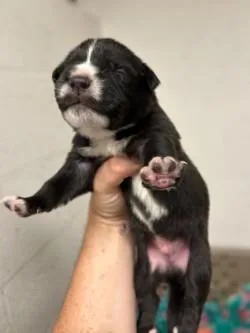 A baby small-sized female Mixed Breed dog named Chickadee for adoption in Gainesville, FL