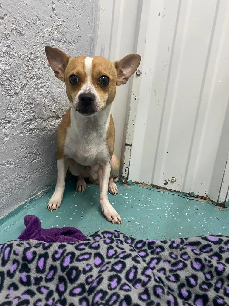 Gizmo Aka Knucklehead