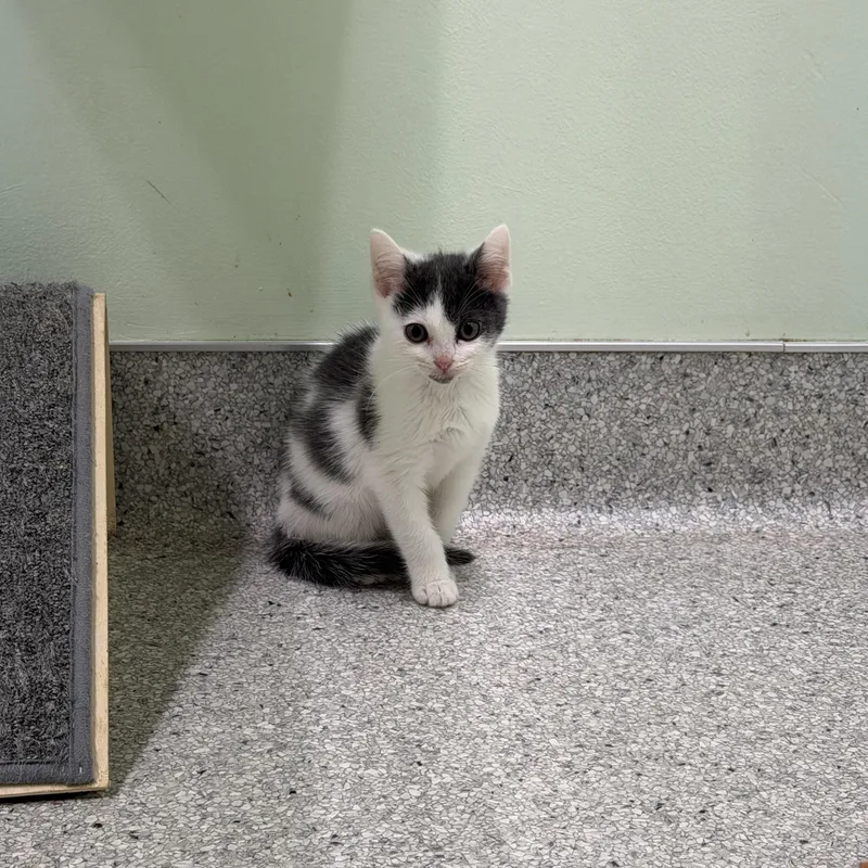 A baby small-sized male Gray & White Domestic Short Hair cat named Mojojojo for adoption in Kent, WA