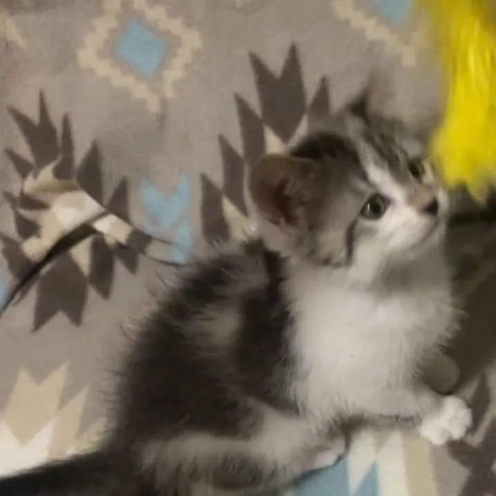 A baby small-sized female Gray / Blue / Silver Domestic Short Hair cat named Morel for adoption in Richmond, IN