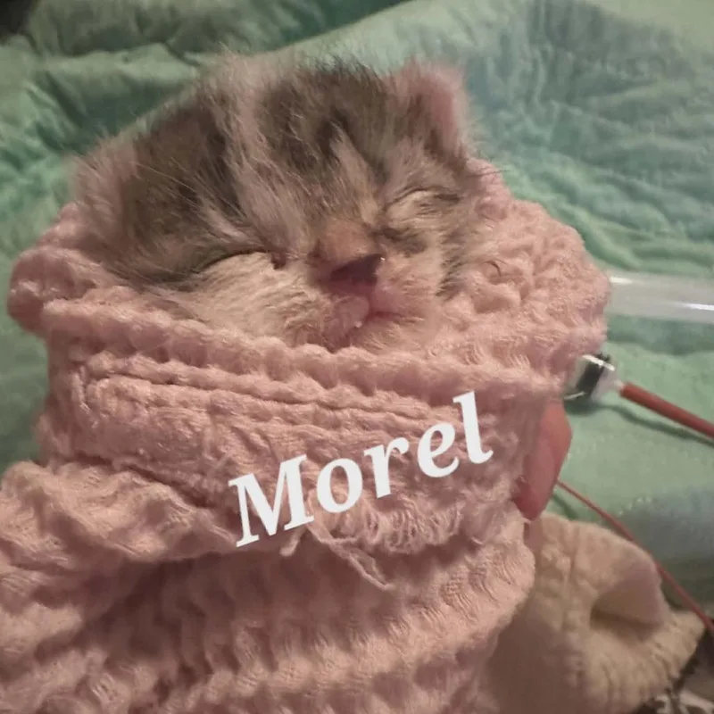 Morel thumbnail 2