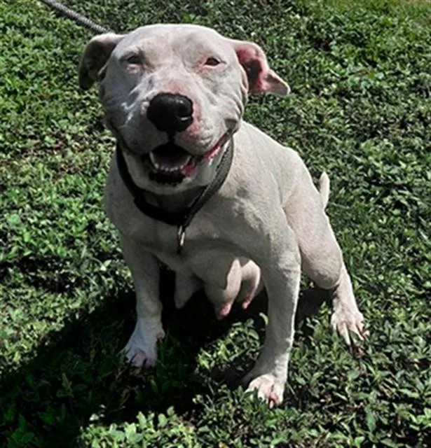 An adult medium-sized female American Staffordshire Terrier dog named Daliah for adoption in Fort Lauderdale, FL
