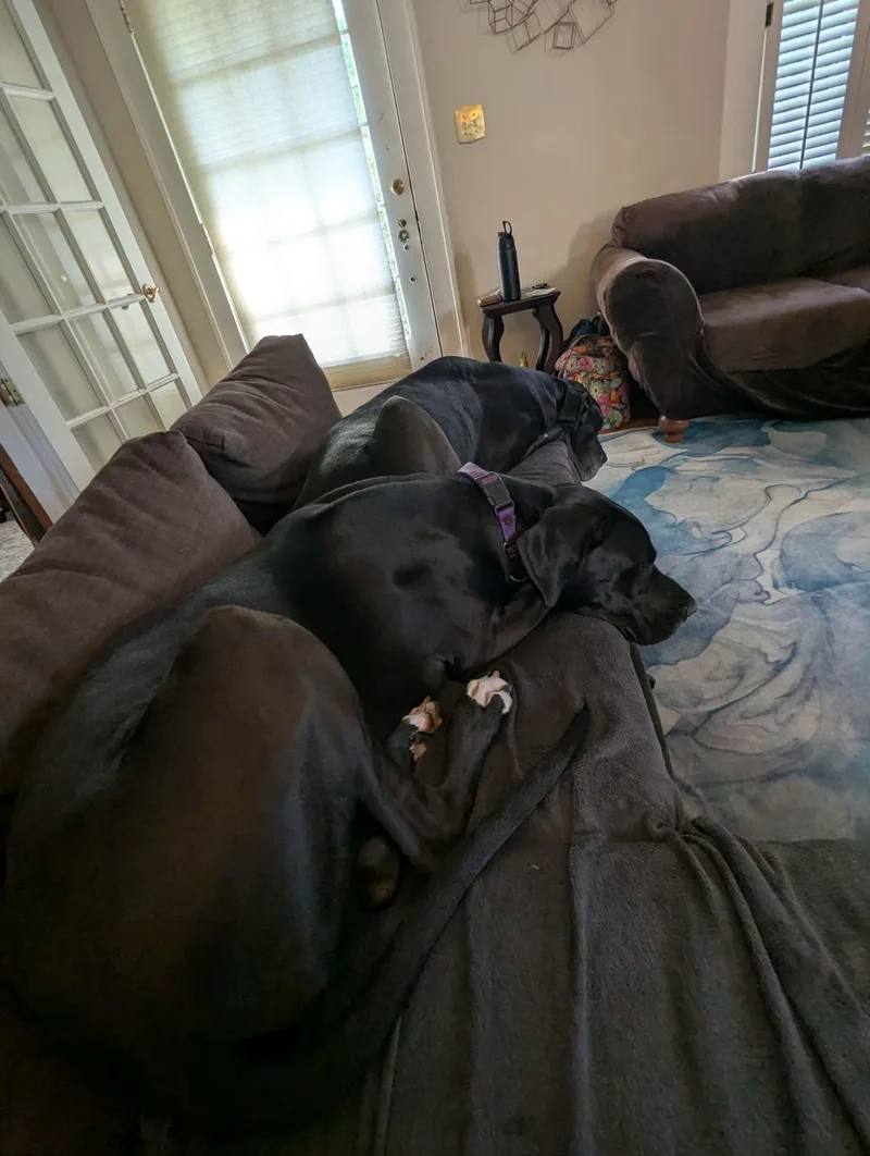 An adult extra large-sized male Great Dane dog named Norman for adoption in Pensacola, FL