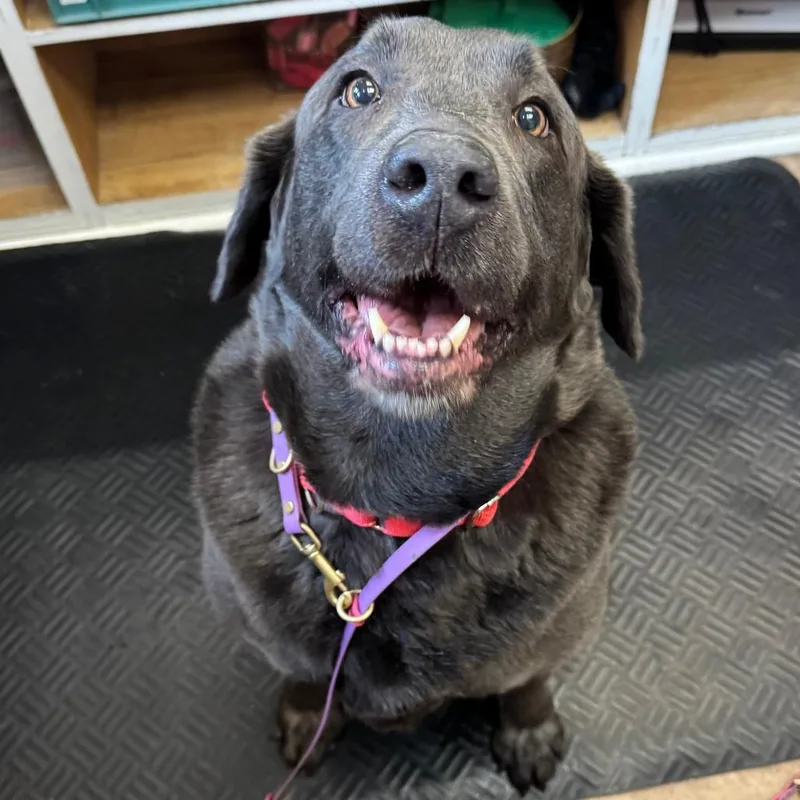 Boba Fett thumbnail 2