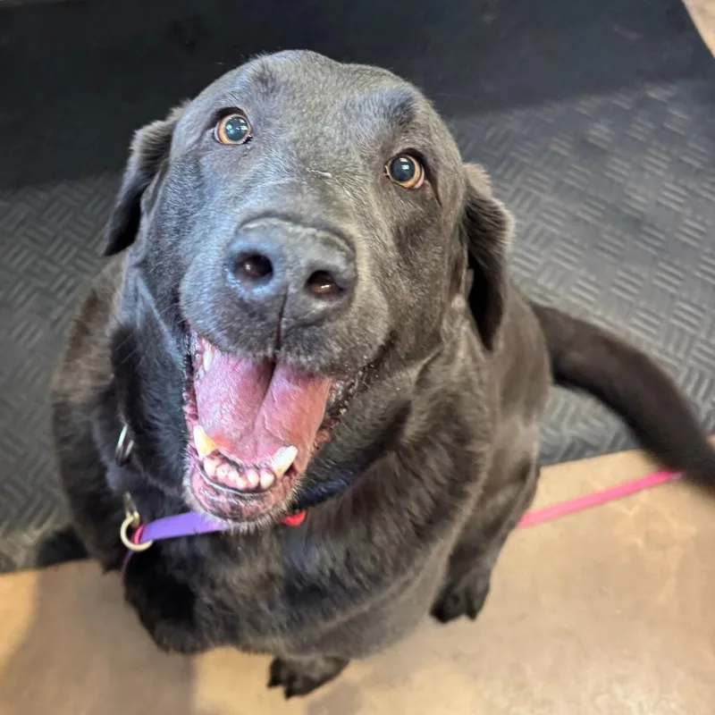 Boba Fett thumbnail 3