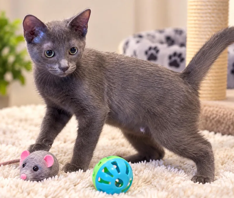 A baby medium-sized female Gray / Blue / Silver Russian Blue cat named Sage for adoption in Mission Viejo, CA