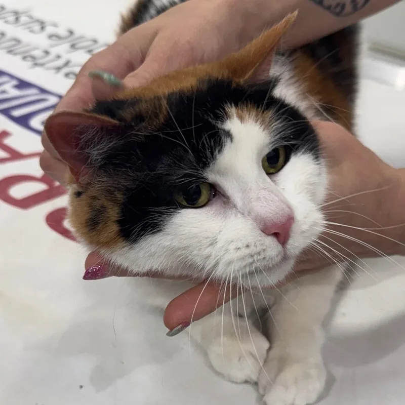 A senior medium-sized female Calico Domestic Short Hair cat named Pumpkin for adoption in Peoria, IL