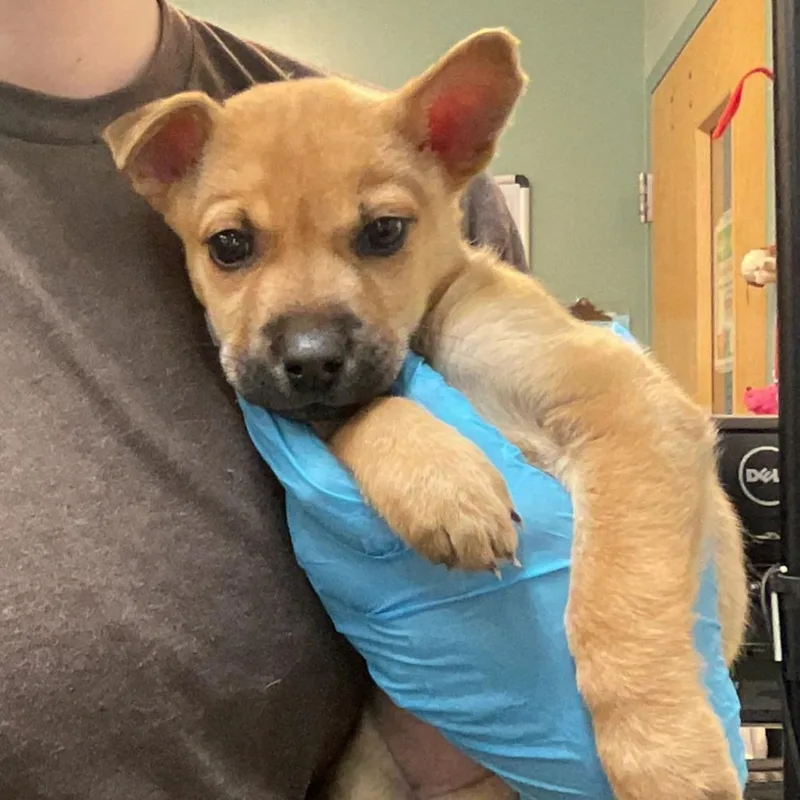 A baby small-sized female Yellow / Tan / Blond / Fawn Pit Bull Terrier dog named Pixie for adoption in Tacoma, WA