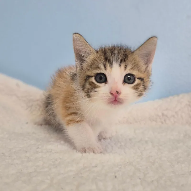 A baby small-sized female Domestic Short Hair cat named Jolene for adoption in Wahiawa, HI