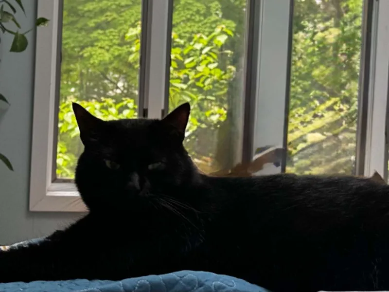 An adult medium-sized male Domestic Short Hair cat named Naz for adoption in Hull, MA