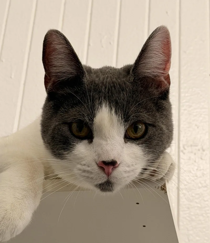 An adult medium-sized male Gray & White Domestic Short Hair cat named Bubu for adoption in San Jose, CA