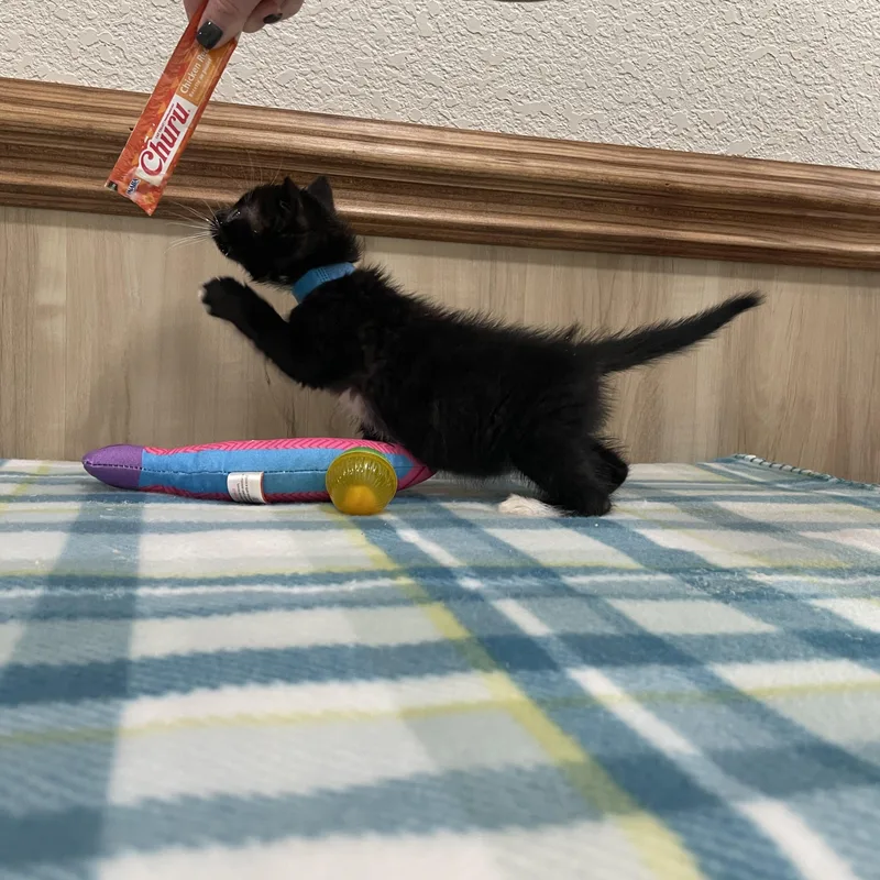 A baby small-sized male Black & White / Tuxedo Domestic Short Hair cat named Theo for adoption in Bryson City, NC