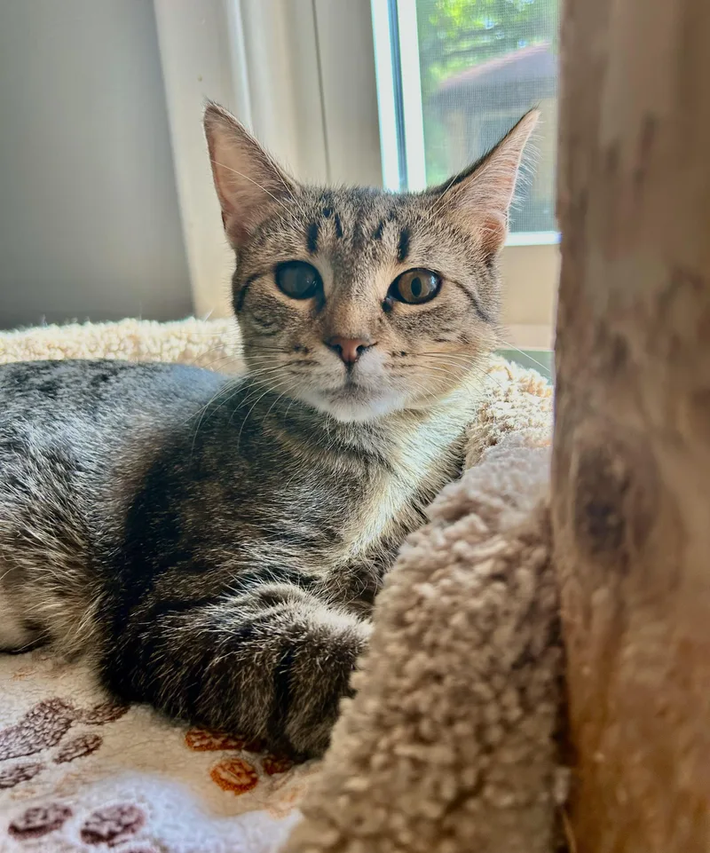 A baby medium-sized female Tabby (Brown / Chocolate) Tabby cat named Priscilla for adoption in Grand Rapids, MI