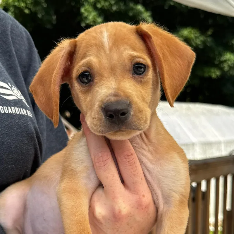 A baby small-sized male Yellow / Tan / Blond / Fawn Dachshund dog named NY Yancey avail Aug for adoption in Stormville, NY