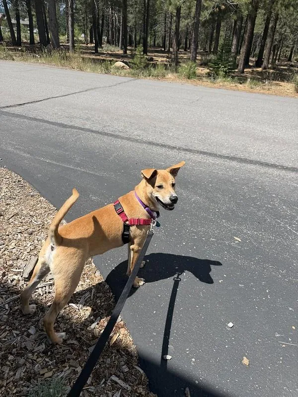 A young medium-sized male Mixed Breed dog named Jasper for adoption in Truckee, CA