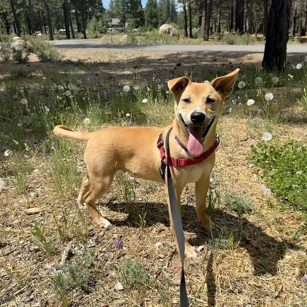 Jasper thumbnail 5