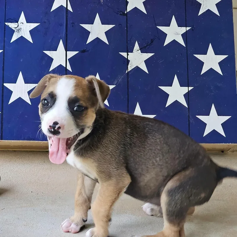 A baby medium-sized male Golden Mixed Breed dog named Benjamin Franklin for adoption in Buford, GA