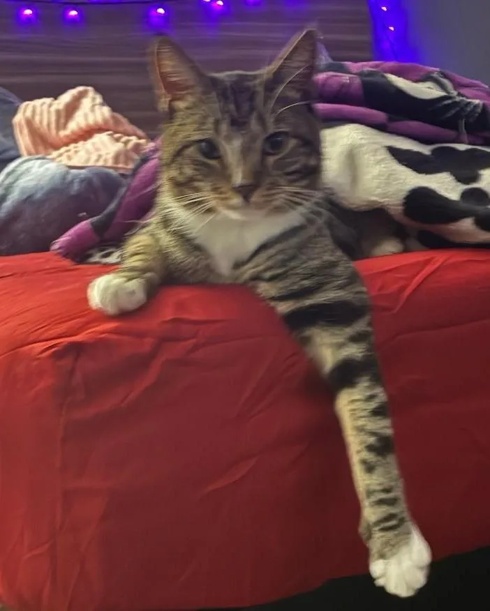 An adult medium-sized male Tabby (Brown / Chocolate) Domestic Short Hair cat named Cato for adoption in East Brunswick, NJ