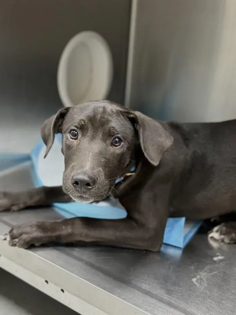 A baby small-sized male Labrador Retriever dog named A for adoption in Conroe, TX