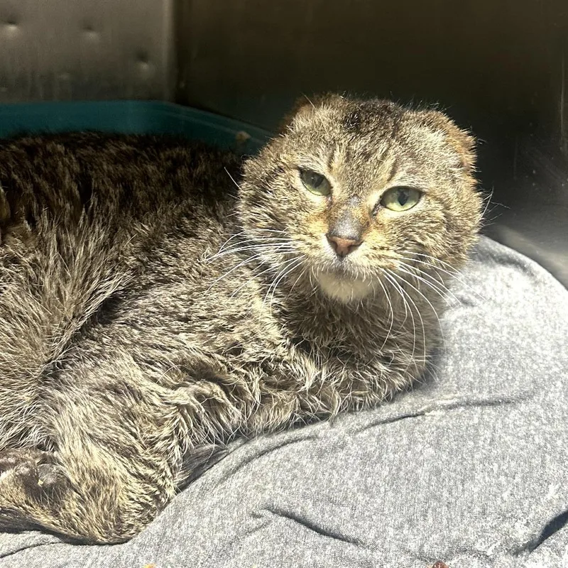 An adult medium-sized female Brown / Chocolate Domestic Short Hair cat named Sparky for adoption in St. Paul, MN
