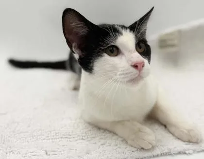 A young small-sized male Domestic Short Hair cat named Hulk for adoption in Bowling Green, KY